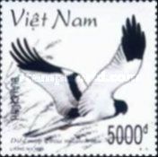 Pied Harrier (Circus melanoleucus)