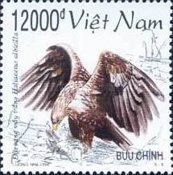 White-tailed Eagle (Haliaeetus albicilla)