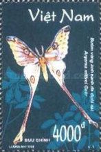 Madagascan Moon Moth (Argema mittrei)