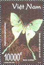 Malaysian Moon Moth (Argema maenas)