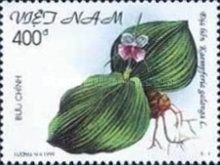 Kaempferia galanga
