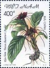 Tacca chantrieri