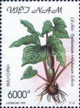Typhonium trilobatum