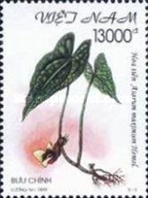 Asarum maximum Hemsl.