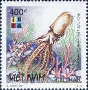 Tuberculate Pelagic Octopus (Philonexis catenulata)