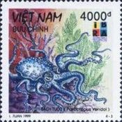 North Pacific Giant Octopus (Paroctopus yendoi)