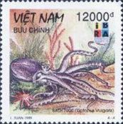 Common Octopus (Octopus vulgaris)