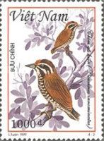 Speckled Piculet (Picumnus innominatus)