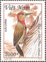 Red-collared Woodpecker (Picus rabieri)