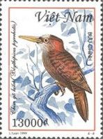 Bay Woodpecker (Blythipicus pyrrhotis)