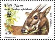 Saola (Pseudoryx nghetinhensis)