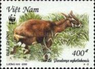 Saola (Pseudoryx nghetinhensis)