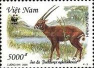 Saola (Pseudoryx nghetinhensis)