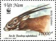 Saola (Pseudoryx nghetinhensis)