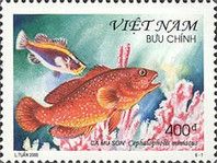 Coral Fish (Cephalophelis miniatus)
