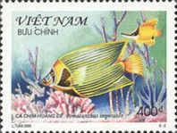 Emperor Angelfish (Pomacanthus imperator)