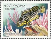 Honeycomb Grouper (Epinephelus meara)