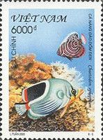 Saddle-back Butterflyfish (Chaetodon ephippium)