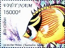 Raccoon Butterflyfish (Chaetodon lunula)