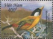 Silver-eared Mesia (Leiothrix argentauris)