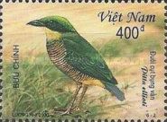 Bar-bellied Pitta (Pitta elliotii)