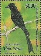 Greater Racket-tailed Drongo (Dicrurus paradiseus)