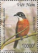 Spot-necked Babbler (Stachyris striolata)