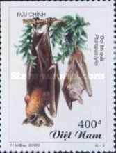 Lyle's Flying Fox (Pteropus lylei)