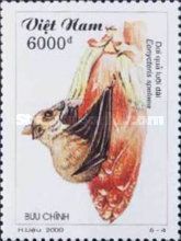 Cave Nectar Bat (Eonycteris spelaea)