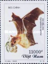 Greater Short-nosed Fruit Bat (Cynopterus sphinx)