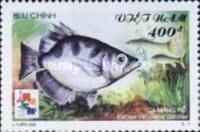 Smallscale Archerfish (Toxotes microlepis) 