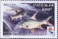 Cyprinid Fish (Cosmochilus harmandi)
