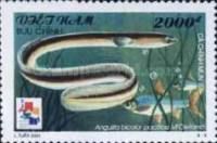Indian Shortfin Eel (Anguilla bicolor pacifica)