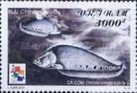 Clown Knifefish (Chitala ornata)