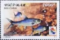 Indo-Pacific Tarpon (Megalops cyprinoides)