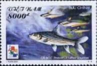 Isok Barb (Probarbus jullieni)