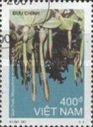 Rhizophora mucronata