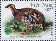 Orange-necked Partridge (Arborophila davidi)
