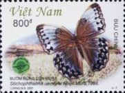 Jungle Queen (Stichophthalma uemurai)