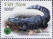 Siamese Crocodile (Crocodylus siamensis)