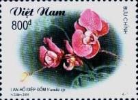 Vanda sp.