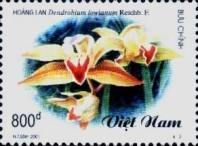 Dendrobium lowianum