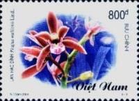 Phaius wallichii