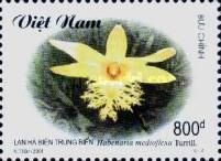 Habenaria medioflexa