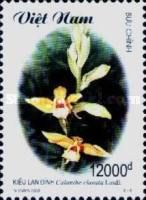 Calanthe clavata