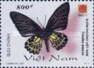 Golden Birdwing (Troides aeacus)