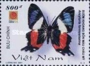 Butterfly (Ancyluris formosissima)