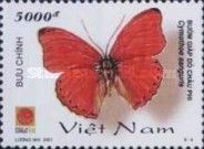 Common Red Glider (Cymothoe coccinata)
