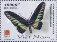Rajah Brooke's Birdwing (Trogonoptera brookiana)