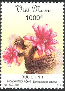 Echinocereus albatus